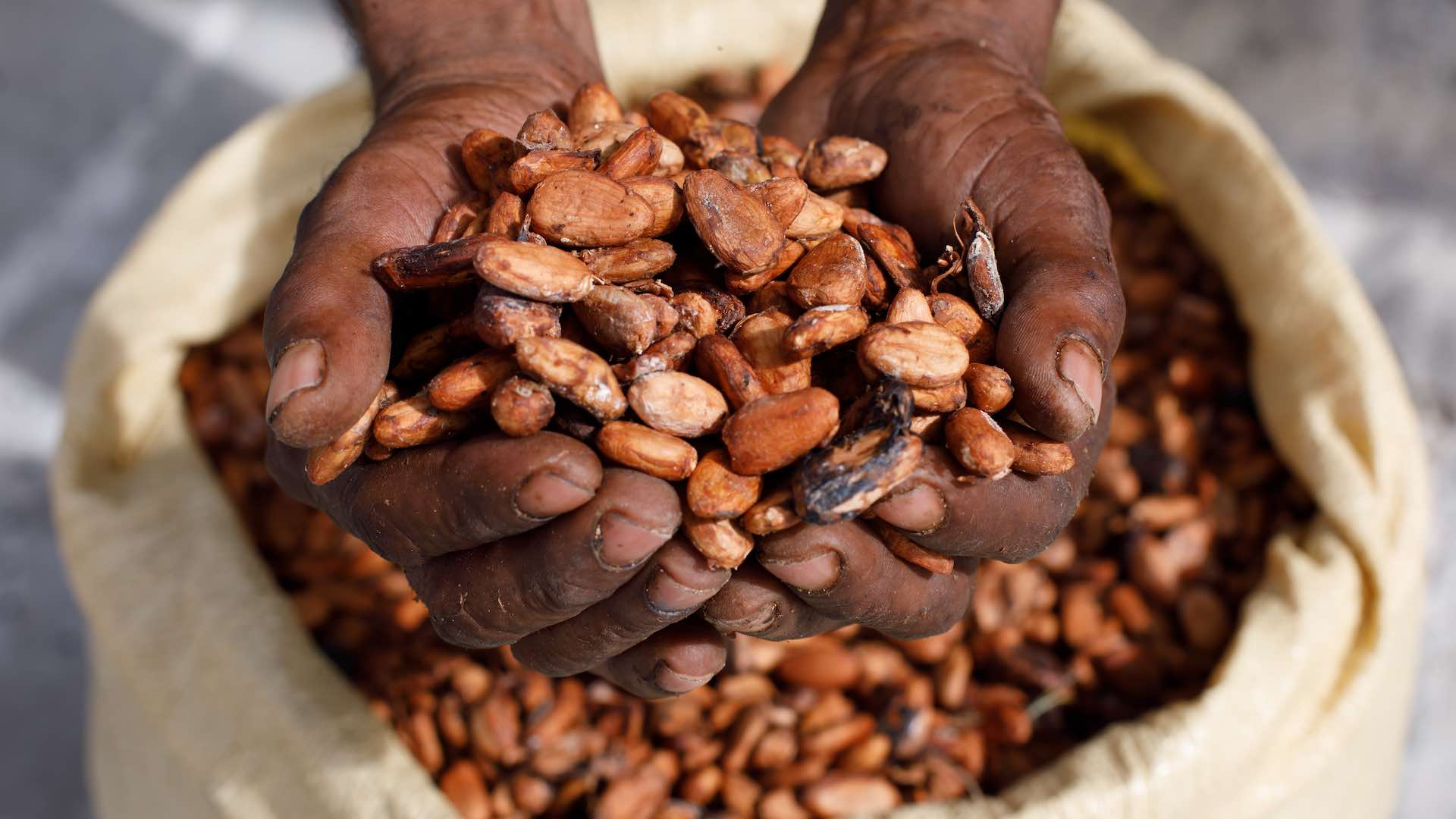 Les prix du cacao s'envolent alors que le mauvais temps affecte le rendement des récoltes en Afrique de l'Ouest